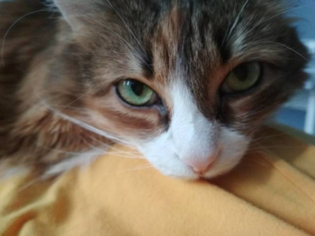 Кошки в нашей жизни. Кошки и все, что с ними связано.