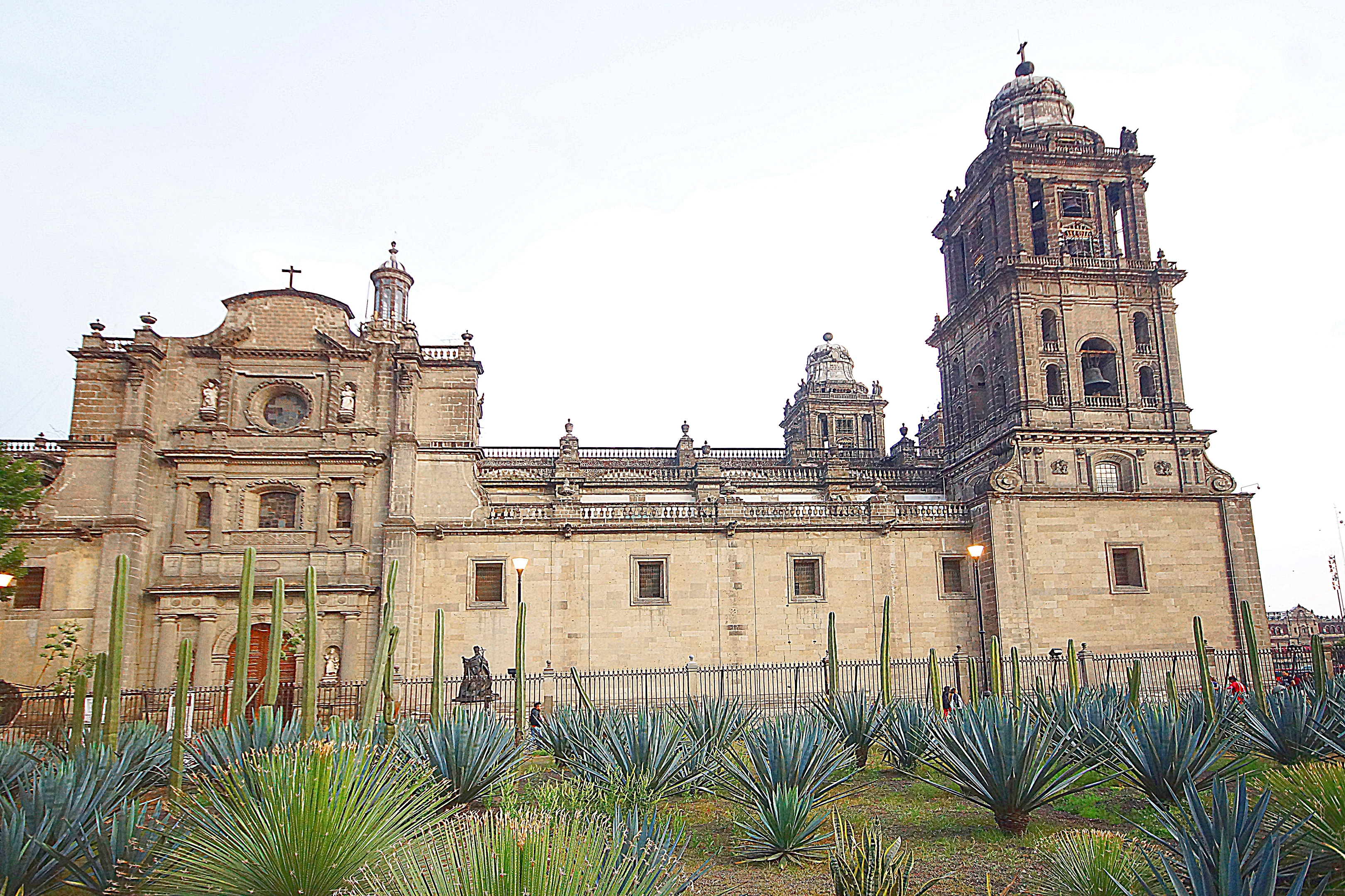 Агавы перед боковой стеной собора Метрополитена в Мехико. Фото Морошкина В.В.