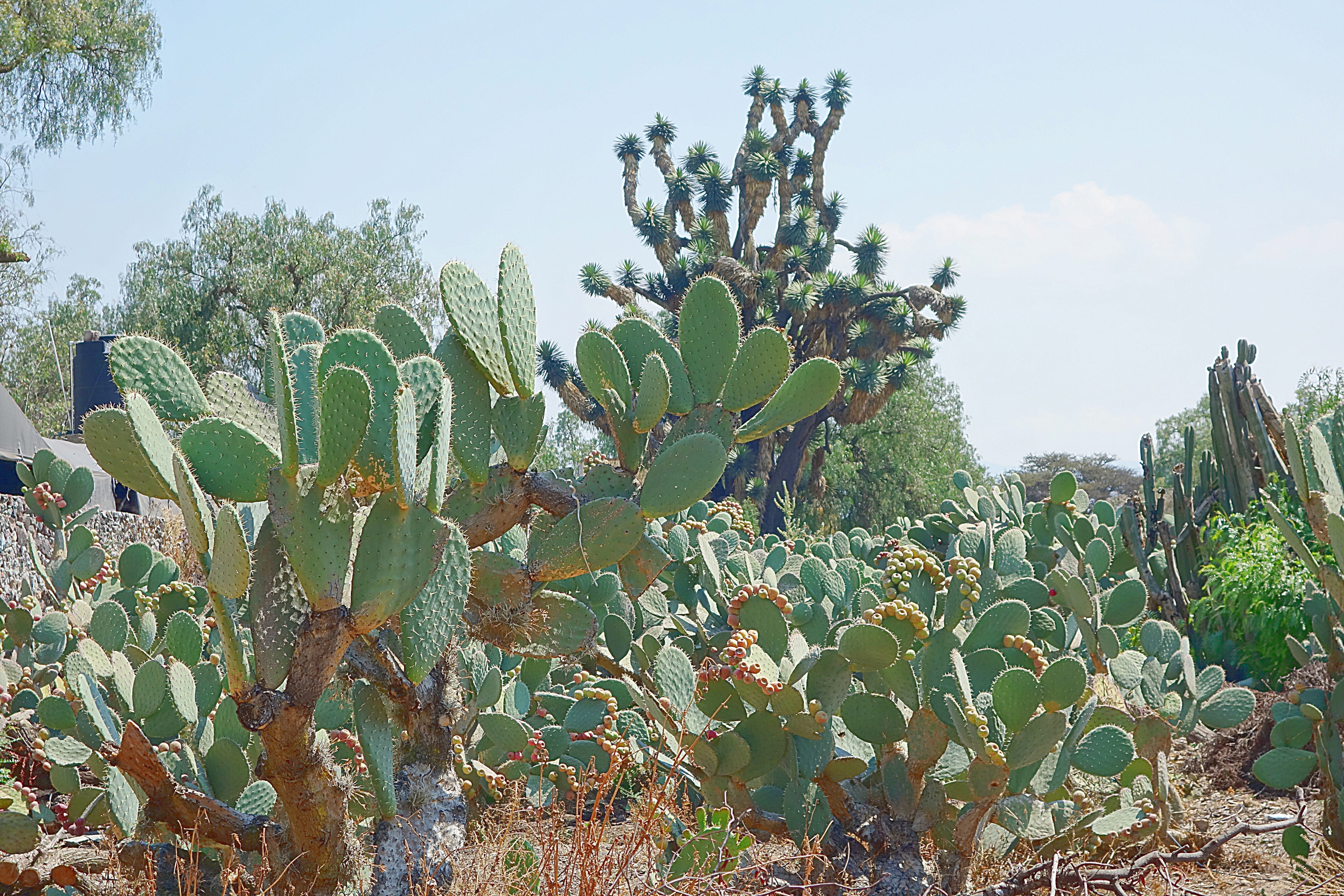 Небольшая плантация плодовых кактусов-опунций на окраине Мехико. Фото Морошкина В.В.