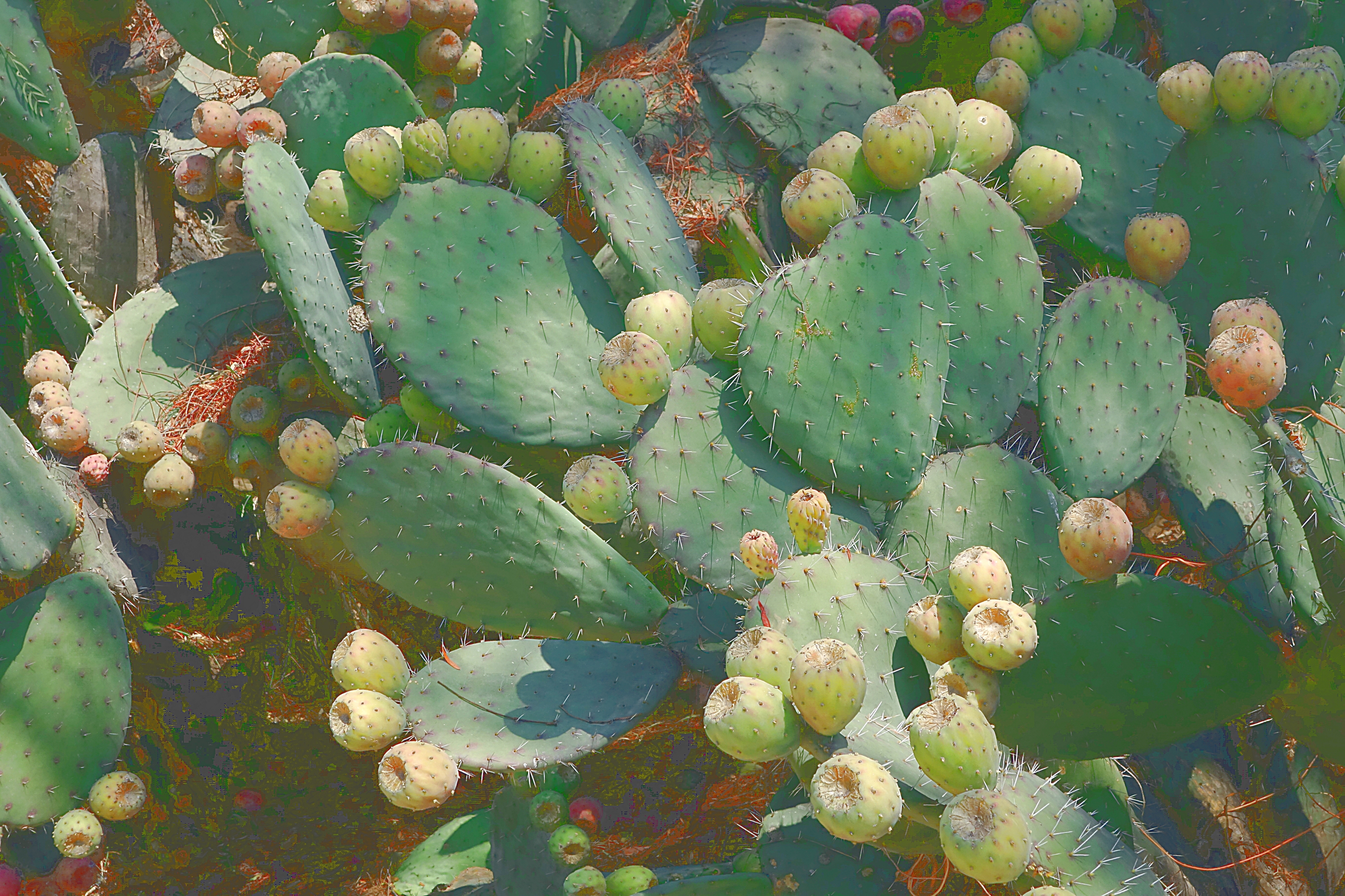 Сладкие плоды кактусов-опунций. Мехико. Фото Морошкина В.В.