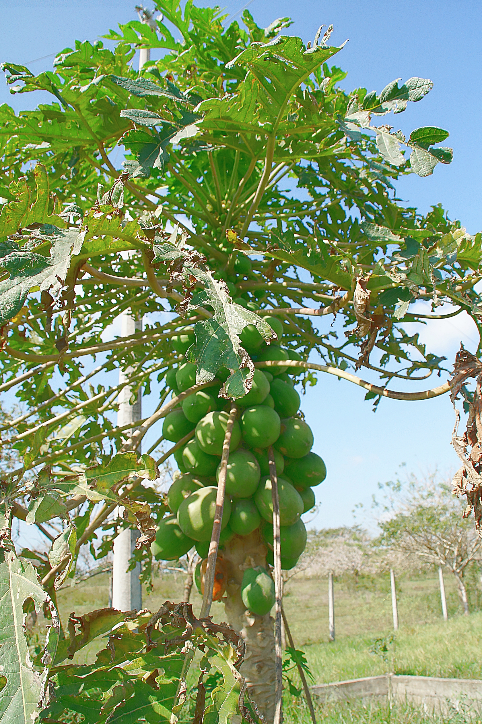 Небольшое дикорастущее дерево папайи с плодами. Фото Морошкина В.В.