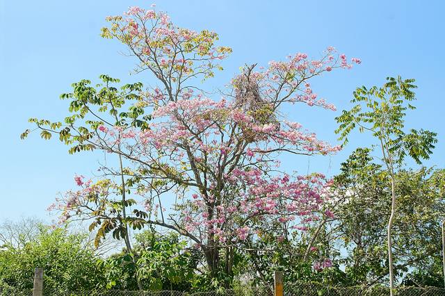 Цветущее мексиканское дерево в лесозащитной полосе. Фото Морошкина В.В.
