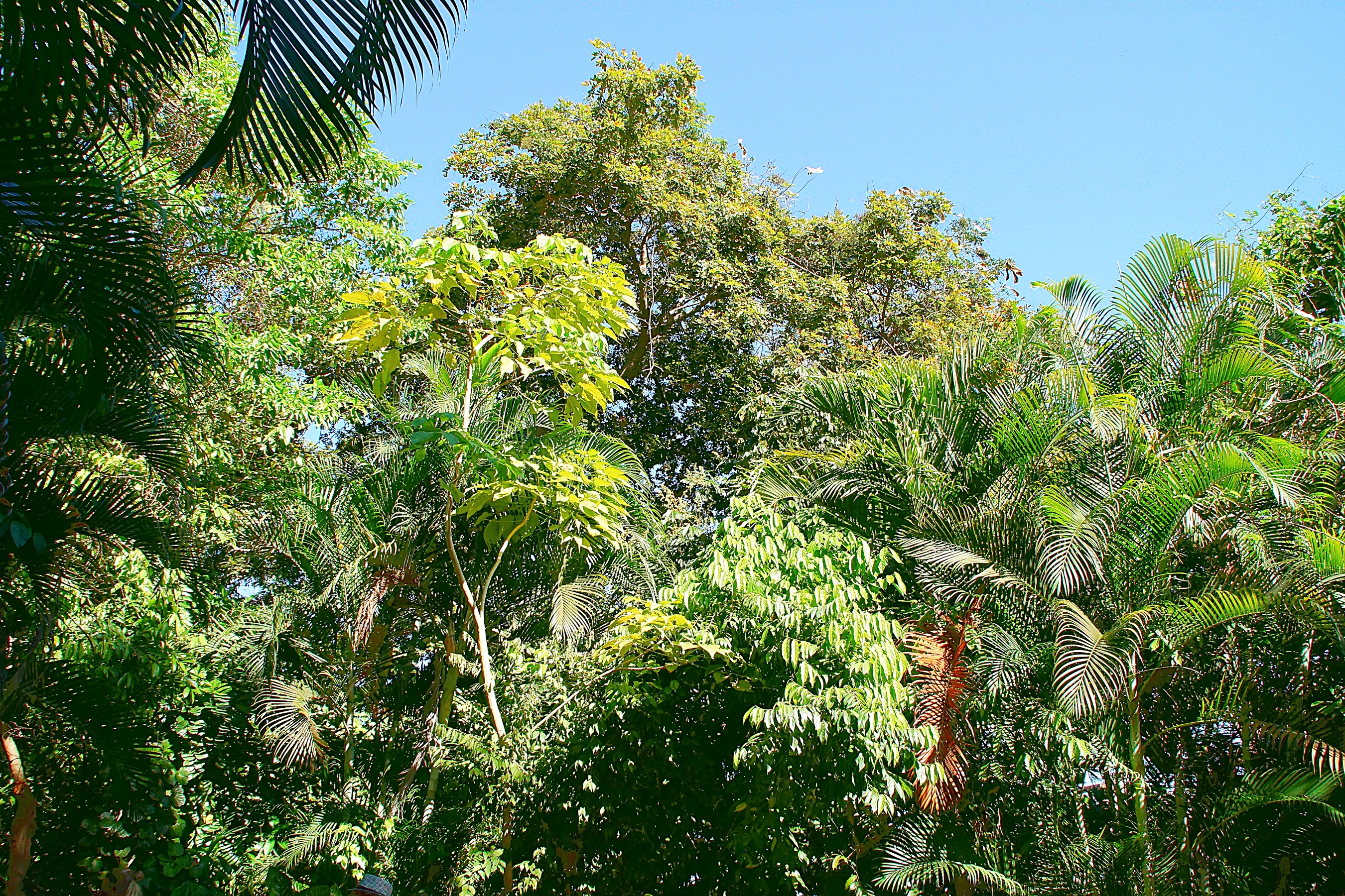 Уч-к сельвы в парке Ла-Вента. Фото Морошкина В.В.