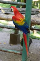 Попугай-ара в зоосаде Ла-Венты. Фото Морошкина В.В.