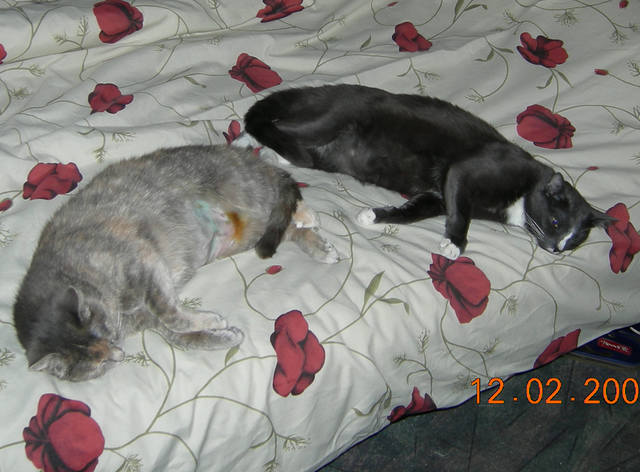 Кошки в нашей жизни. Кошки и все, что с ними связано.