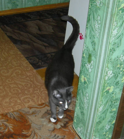 Кошки в нашей жизни. Кошки и все, что с ними связано.