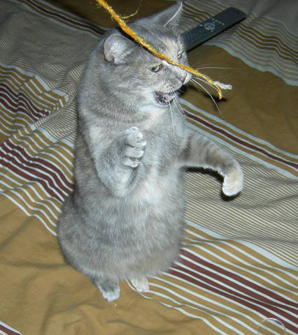 Кошки в нашей жизни. Кошки и все, что с ними связано.