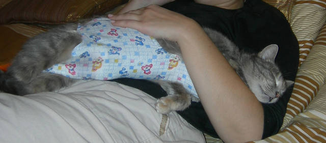 Кошки в нашей жизни. Кошки и все, что с ними связано.