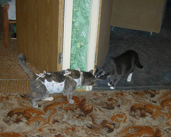 Кошки в нашей жизни. Кошки и все, что с ними связано.