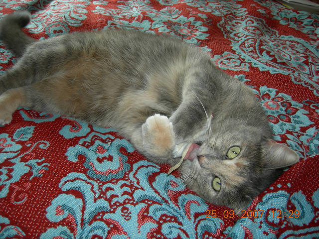 Кошки в нашей жизни. Кошки и все, что с ними связано.