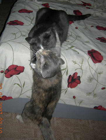 Кошки в нашей жизни. Кошки и все, что с ними связано.