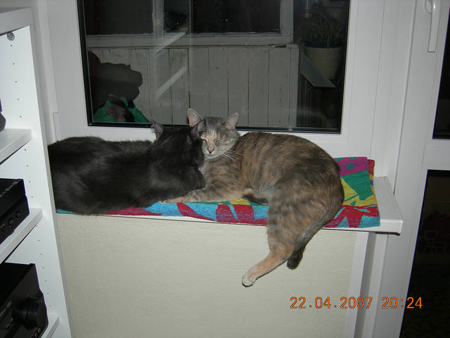 Кошки в нашей жизни. Кошки и все, что с ними связано.