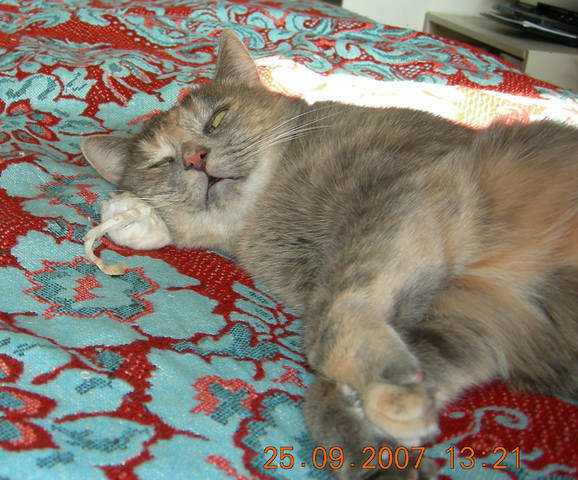 Кошки в нашей жизни. Кошки и все, что с ними связано.