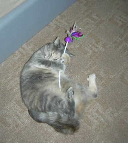 Кошки в нашей жизни. Кошки и все, что с ними связано.