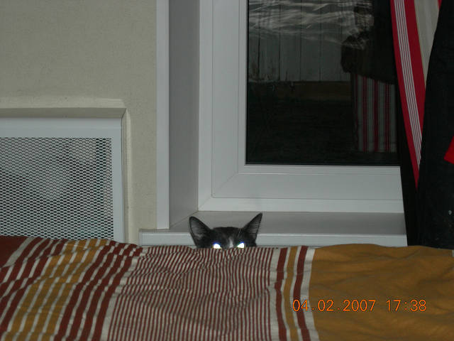 Кошки в нашей жизни. Кошки и все, что с ними связано.