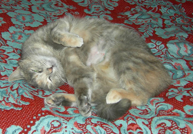 Кошки в нашей жизни. Кошки и все, что с ними связано.