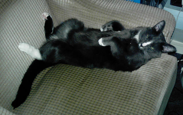 Кошки в нашей жизни. Кошки и все, что с ними связано.