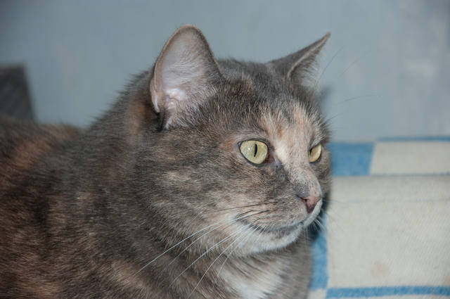 Кошки в нашей жизни. Кошки и все, что с ними связано.