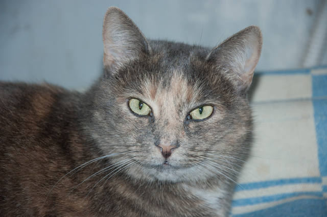 Кошки в нашей жизни. Кошки и все, что с ними связано.