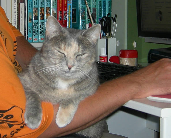 Кошки в нашей жизни. Кошки и все, что с ними связано.