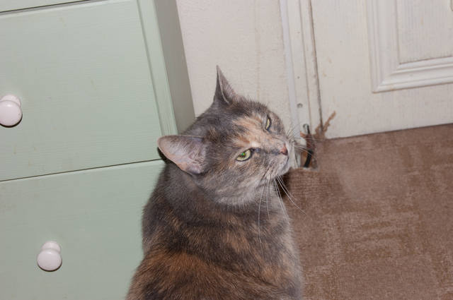 Кошки в нашей жизни. Кошки и все, что с ними связано.