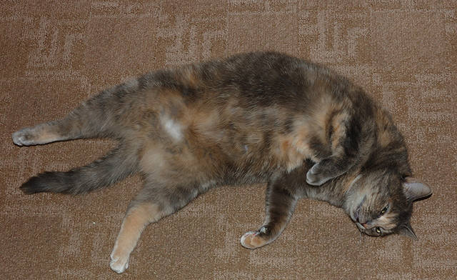 Кошки в нашей жизни. Кошки и все, что с ними связано.