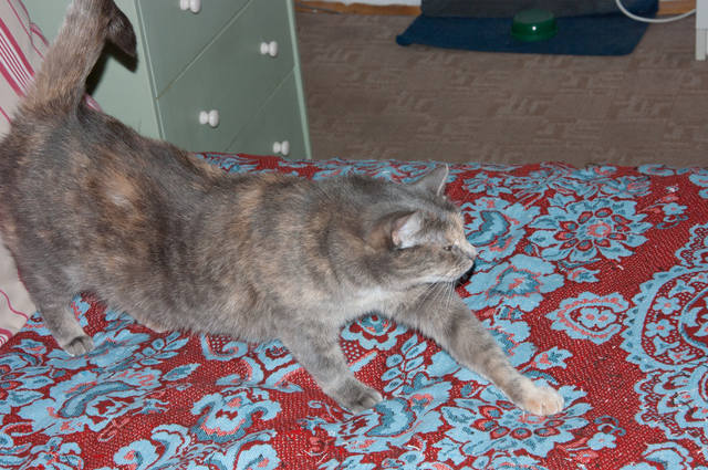 Кошки в нашей жизни. Кошки и все, что с ними связано.