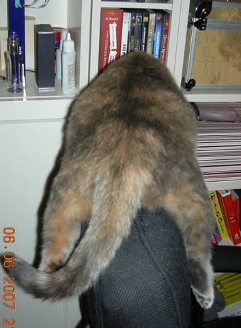 Кошки в нашей жизни. Кошки и все, что с ними связано.