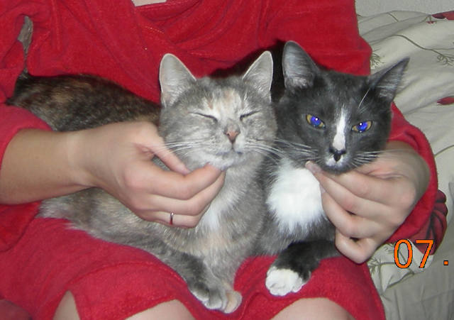 Кошки в нашей жизни. Кошки и все, что с ними связано.