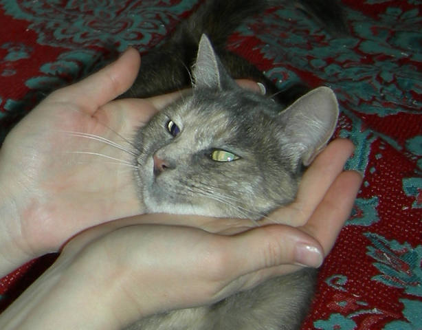 Кошки в нашей жизни. Кошки и все, что с ними связано.