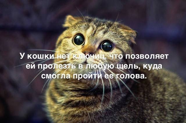 Кто сказал "Мяу"?
