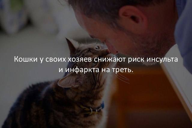 Кто сказал "Мяу"?