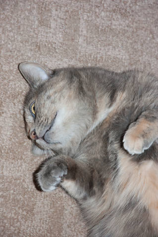 Кошки в нашей жизни. Кошки и все, что с ними связано.