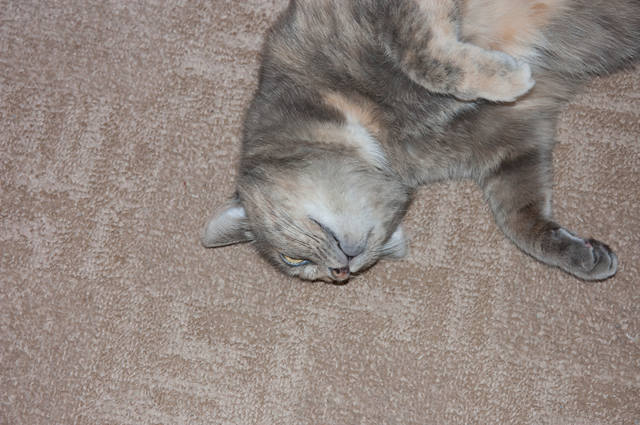 Кошки в нашей жизни. Кошки и все, что с ними связано.