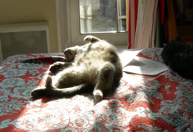 Кошки в нашей жизни. Кошки и все, что с ними связано.