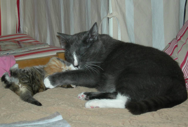 Кошки в нашей жизни. Кошки и все, что с ними связано.