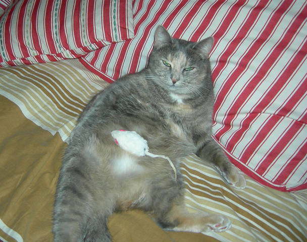 Кошки в нашей жизни. Кошки и все, что с ними связано.