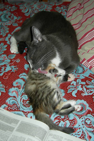 Кошки в нашей жизни. Кошки и все, что с ними связано.