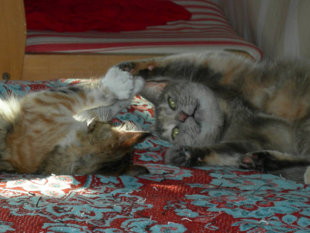 Кошки в нашей жизни. Кошки и все, что с ними связано.