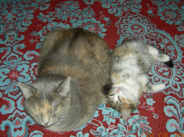 Кошки в нашей жизни. Кошки и все, что с ними связано.