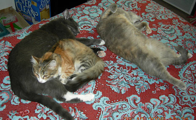 Кошки в нашей жизни. Кошки и все, что с ними связано.