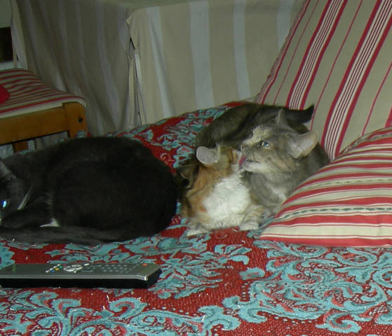 Кошки в нашей жизни. Кошки и все, что с ними связано.