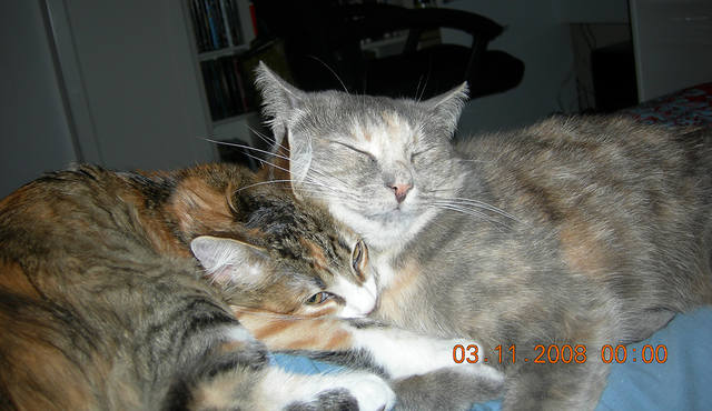 Кошки в нашей жизни. Кошки и все, что с ними связано.