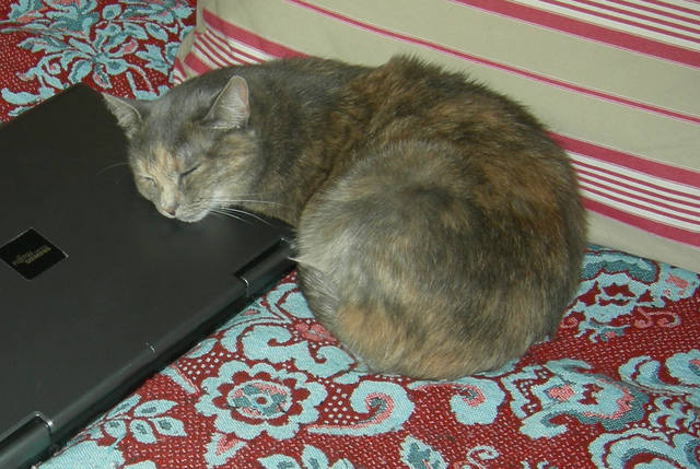 Кошки в нашей жизни. Кошки и все, что с ними связано.