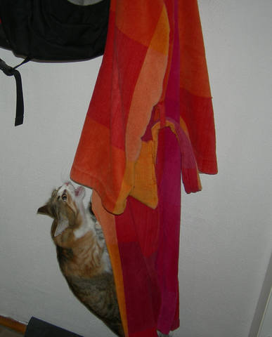 Кошки в нашей жизни. Кошки и все, что с ними связано.