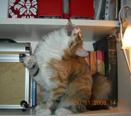 Кошки в нашей жизни. Кошки и все, что с ними связано.