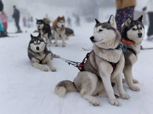 Публикувано изображение