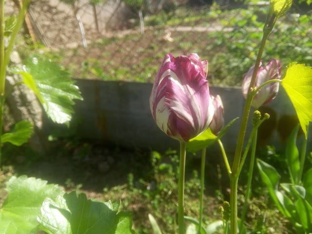 Публикувано изображение