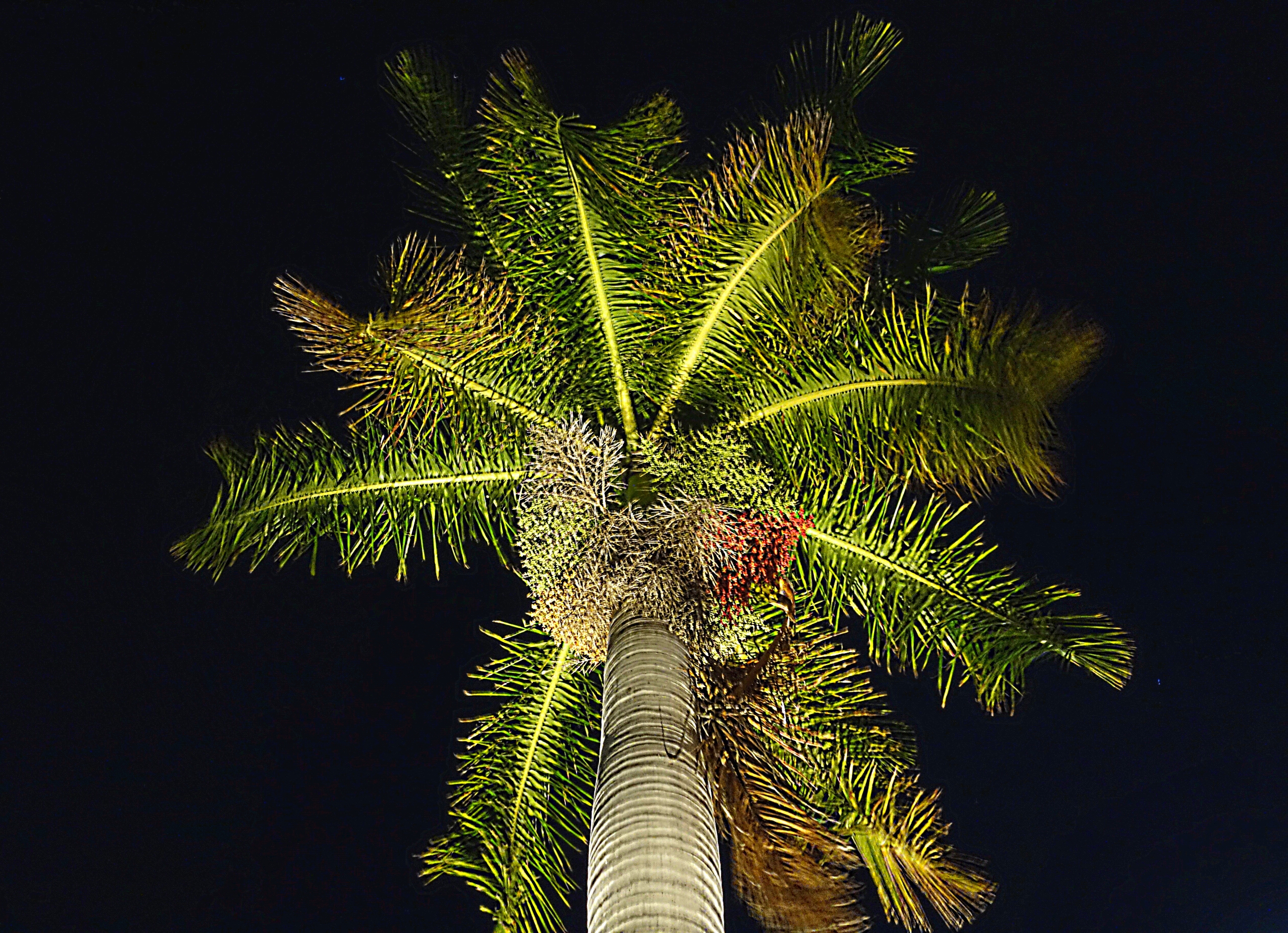 Крона кокосовой пальмы с подсветкой. Фото Морошкина В.В.