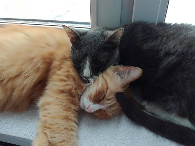 Кошки в нашей жизни. Кошки и все, что с ними связано.